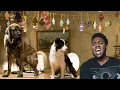 Hotel for Dogs The Most Cliche Dog Movie EVER