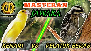 kenari vs pelatuk beras masteran roll speed tembakan rapattt