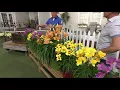 Download Lagu Cottage Farms 10-piece Premium Perpetuals Daylilies on QVC