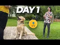 Beginner E-Collar Training Made EASY