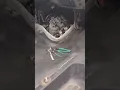 Chevy Service Stabilitrak Traction Control And flashing check engine light Diagnostics