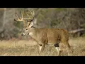 57 Acres on B Green Rd Boston GA
