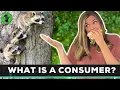 Types of Consumers Herbivores Omnivores Carnivores