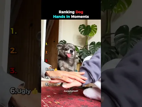 Ranking Dog Hands In Moments