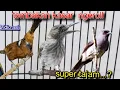 Download Lagu TEMBAKAN KASAR NGEROLL SUPER TAJAM  || cililin vs siri siri vs murai air
