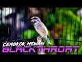 Lagu PANCINGAN BLACKTHROAT GACOR EFECTIF buat MASTERAN KENARI CENGKOK MEWAH