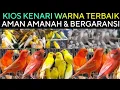 Download Lagu 🌟 CARI KENARI WARNA TERBAIK ? DI KIOS INI GUDANGNYA AMAN BERGARANSI DI PASAR BURUNG PRAMUKA HARI INI