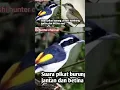 Download Lagu Suara pikat burung cendet kembang mp3