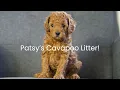 Patsy s Cavapoo Litter Update