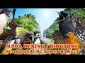 Download Lagu KICAUAN KECIAL KUNING NGEKER NADA DERING||RINGTONE SUARA BURUNG MERDU BANGET NADA DERING JERNIH