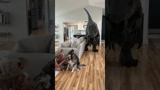 Dinosaur Escaped In The House Shorts 