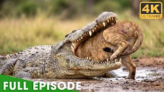 Ultimate Predators Full Episode World s Deadliest Nature Animal Documentary