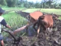 Download Lagu pak Tani - Koes Plus