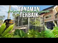 Download Lagu TANAMAN TERBAIK UNTUK AVIARY MINIMALIS