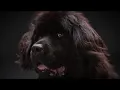 Download Lagu Why Do Dogs Bark? | Secret Life of Dogs | BBC Earth