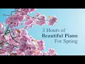 3 Hours of Beautiful & Nostalgic Piano Music for Spring – For Studying and Relaxation ✿｜BigRicePiano