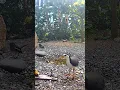 Download Lagu 🐧white breasted waterhen bird sound # Magpie Robin