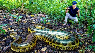 FLAGRAMOS 4 SUCURIS GIGANTES NA AMAZÔNIA E MEDIMOS A MAIOR! Caçadores de Anacondas - E4