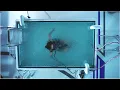 The 100 4x11 This is Raven Reyes and i m alive 1080p Logoless NO BG Music mega link