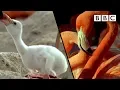 Download How baby flamingos get their pink colour | Animal Super Parents - BBC mp4 3gp mp3 videos - waplic