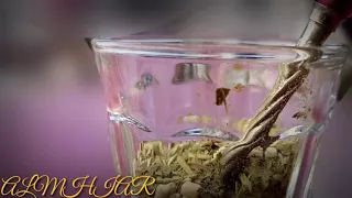 طلبني عالمته بلبيك         دندنها