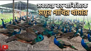 শখ থেকে বাণিজ্যিকভাবে ময়ূর পাখি পালন করে বছরে আয় ২০ লাখ টাকা কুমিল্লার শাহ আলীর জানুন বিস্তারিত