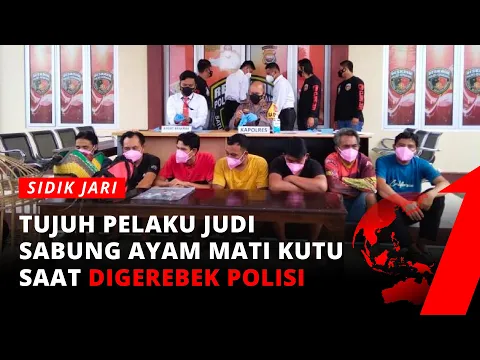 7 Tersangka Pelaku Judi Sabung Ayam Tak Berkutik Diamankan Petugas