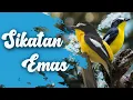 SIKATAN EMAS GACOR SUARA JERNIH DURASI PANJANG || MASTERAN TERBAIK 2021