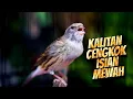 Download Lagu KALITAN CENGKOK ISIAN MEWAH JAWARA - MASTERAN KENARI ISIAN BLACKTHROAT GACOR IDAMAN
