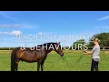 Groundwork Lessons with Aspire Equestrian Riding Academy