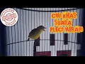 Download Lagu Singing birds. Bird songs | Nature relaxation | ciri khas suara pleci merapi