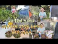 Download Lagu 고추대 뽑아 정리 합니다 붉은고추 고추장아찌 고추볶음 고추농사 흡족하게 끝냈습니다