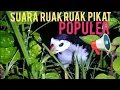 Download Lagu 🌈 JANGAN SEMBARANGAN DENGAN SUARA PIKAT INI, BISA HABIS RUAK-RUAK NYA..😎!?