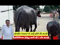 Download Lagu 🔴ओमबीर पांडवान से आई 26kg वाली भैंस की 2 दाँत झोटी।। AHLAWAT DAIRY FARM।। 📞9467819913.