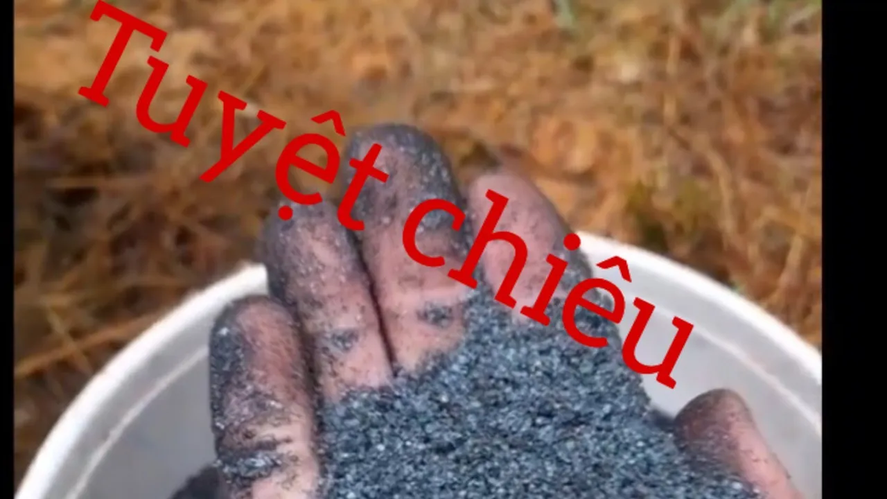 Outline Video Mùa khô bón phân gì ? giúp cây cà phê mới trồng nhanh phát triển/fertilizando o café vietnamita