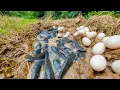 Download Lagu Best​ ​amazing fishing - a fisherman skills catch a lot of fish and eggs duck in the mud at field 