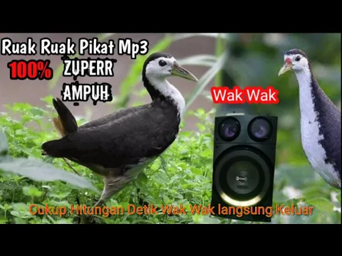 Download MP3 Ruak Ruak Pikat mp3