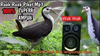 ruak ruak pikat mp3