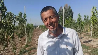 Кыргызстандагы бактар ушундай болуш керек...