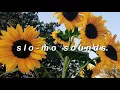 Download Lagu s u n f l o w e r//slowed down