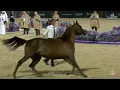 Download Lagu N.107 LADY R RAR - GCAT Riyadh 2025 - Junior Fillies 3 Years Old (Class 3)