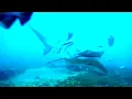 Shark Attacks Rising - Can Humans and Sharks Coexist