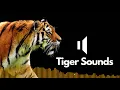 Lagu Free Tiger Sound Effects (Roar) | No Copyright