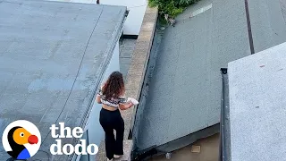 Girl Spends 3 Weeks Climbing Rooftops Until Stray Cat Finally Trusts Her | The Dodo