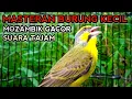Mozambik gacor suara nembak, Cocok untuk masteran burung kecil.
