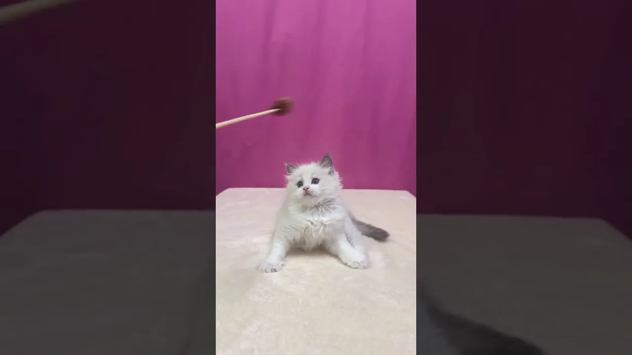 動画
