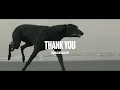 Greyhound Racing The Last Lap