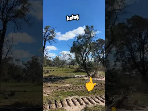 Chain ⛓️‍💥 Cutting Tree's Old Technic 👀🔥 #shorts #youtubeshorts #usashorts #viralshorts