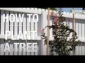 How to Plant a Tree a Step-by-Step Guide - Bunnings Warehouse