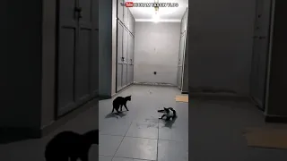 هجوم الجني القط الاسود رعب حقيقي  هجوم الجني القط الاسود رعب حقيقي